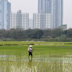 Un agricultor trabaja en un campo de arroz, junto a edificios residenciales de gran altura, en Hanoi, Vietnam. | Foto:NHAC NGUYEN / AFP