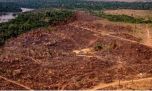 La deforestación del Amazonas provoca la reducción de lluvias en Sudamérica
