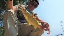 Doradillos, bagres amarillos, tarariras, bogas y carpas, una variada de lujo en aguas del Club de Pesca El Anzuelo.