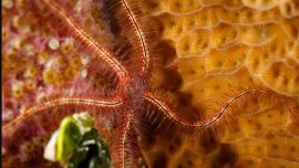 Los restos fósiles estaban en perfecto estado de conservación.