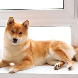 El Shiba inu es la segunda raza de perros más longeva del planeta.