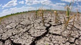 Sequía en Córdoba: “La pérdida en la producción de trigo es la más alta nunca antes registrada”