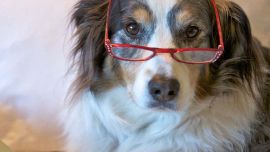 El tamaño y la genética influyen en la edad de los perros.