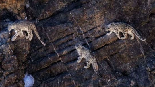 Avistan a tres leopardos de las nieves en laderas rocosas de la India
