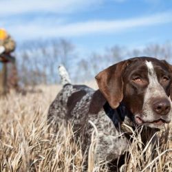 "El uso de perros para la caza conlleva el ejercicio de un grado de crueldad y de violencia que es feroz2, afirma el proyecto de ley.