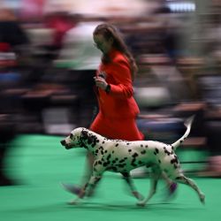 Una mujer camina con un perro dálmata mientras es juzgado en el último día de la exposición canina Crufts en el Centro Nacional de Exposiciones en Birmingham, centro de Inglaterra. | Foto:OLI SCARFF / AFP