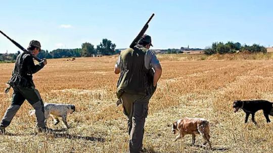 Presentan un proyecto de ley para prohibir que los perros participen en la caza de animales salvajes