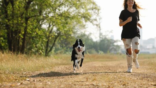 correr con tu perro