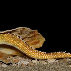 En Mar Chiquita, un cañófilo marplatense capturó una especie inusual en la zona: una morena ocelada.