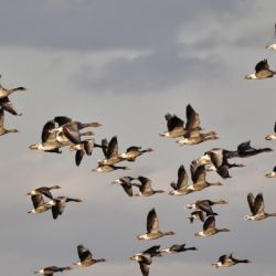 La población ha crecido a 3000–4000 aves, lo que se explica por el crecimiento intrínseco y la inmigración continua desde la ruta original