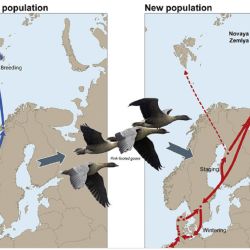 Muchos animales migratorios que se reproducen en el Ártico están amenazados por el calentamiento global 