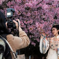 Una mujer posa para las fotos bajo los cerezos en flor mientras la gente acude al Parque Ueno para verlos florecer. - Japón anunció el inicio oficial de la temporada de floración de los cerezos en Tokio, 10 días antes de lo habitual y empatando con un récord de precocidad sólo visto dos veces antes. | Foto:Richard A. Brooks / AFP