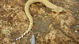 En Mar Chiquita, un cañófilo marplatense capturó una especie inusual en la zona: una morena ocelada.