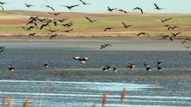 Cambiaron su comportamiento para subsistir frente al cambio climático.