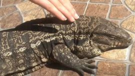 Los reptiles aparecieron en los patios de tres viviendas.