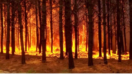 El fuego ya arrasó con más de 6.000 hectáreas de pinos en la localidad correntina de Ituzaingó