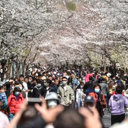 La gente camina bajo los cerezos en flor en Nanjing, en la provincia oriental china de Jiangsu. | Foto:AFP