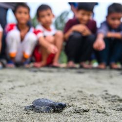 Unos niños observan a una cría de tortuga marina verde tras su liberación en la playa de Pekan Bada, en las afueras de Banda Aceh, Indonesia. | Foto:CHAIDEER MAHYUDDIN / AFP