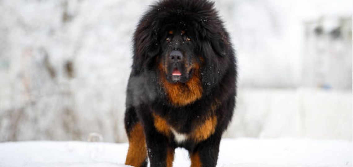Te contamos cuál es la raza de perro más grande y más cara del mundo