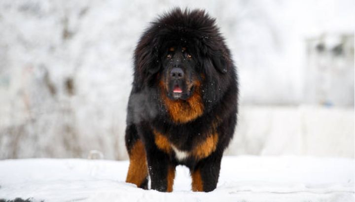 Te contamos cuál es la raza de perro más grande y más cara del mundo