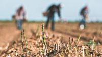 Impacto de la Sequía en Productores bonaerenses