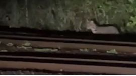 El animal fue avistado paseando bajo la luz de la luna.