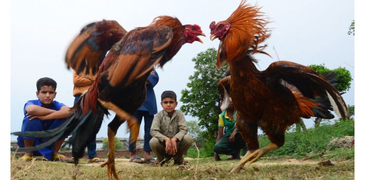 Unos niños observan la pelea de un par de gallos en un pueblo a unos 20 kms de Jalandhar, India.