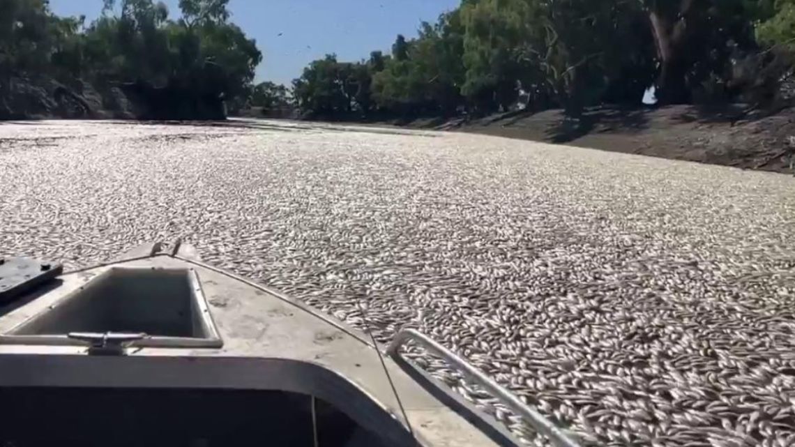 Un mar de peces muertos bloqueado en un río australiano