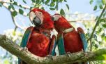 Liberan a cuatro guacamayos rojos en los Esteros del Iberá