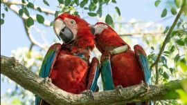 Fueron liberados en distintas zonas del Iberá.