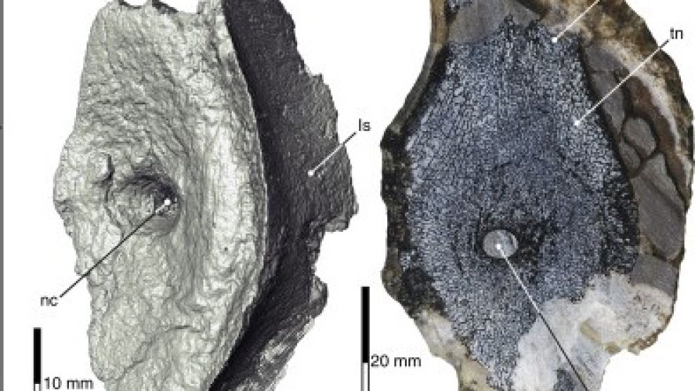 Vértebras descubiertas del ictiosaurio de 250millones de años. 