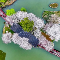 Esta foto aerea muestra a gente observando los cerezos en flor en un parque de Ningbo, en la provincia oriental china de Zhejiang. | Foto:AFP