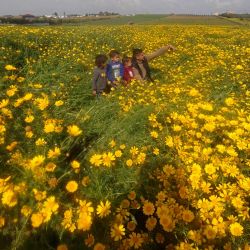 Palestinos posan para una foto en un campo de plantas de mostaza al comienzo de la estación primaveral, al este de la ciudad de Gaza. | Foto:MOHAMMED ABED / AFP