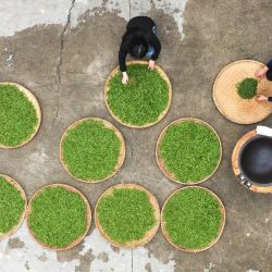 Vista aérea de productores de té sofriendo hojas de té, en el poblado de Tashan de Changning, en la provincia de Hunan, en el centro de China. | Foto:Xinhua/Zhao Zhongzhi