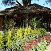 VIVERO LOMAS DE MANZANARES PRESENTA LOS QUERCUS SU NUEVA Y EXCLUSIVA PROPUESTA PARA LO AMANTES DE LAS PLANTAS