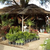 VIVERO LOMAS DE MANZANARES PRESENTA LOS QUERCUS SU NUEVA Y EXCLUSIVA PROPUESTA PARA LO AMANTES DE LAS PLANTAS