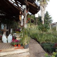 VIVERO LOMAS DE MANZANARES PRESENTA LOS QUERCUS SU NUEVA Y EXCLUSIVA PROPUESTA PARA LO AMANTES DE LAS PLANTAS