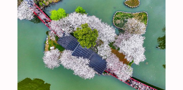 Esta foto aerea muestra a gente observando los cerezos en flor en un parque de Ningbo, en la provincia oriental china de Zhejiang.