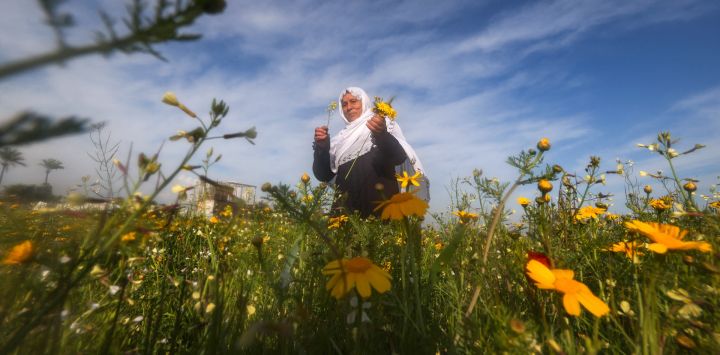 Una mujer palestina recoge margaritas amarillas en un campo al comienzo de la estación primaveral, al este de la ciudad de Gaza.