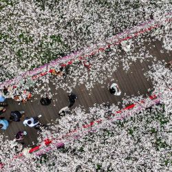 Esta foto aérea muestra a personas observando los cerezos en flor en un parque en Ningbo, en la provincia oriental china de Zhejiang. | Foto:AFP