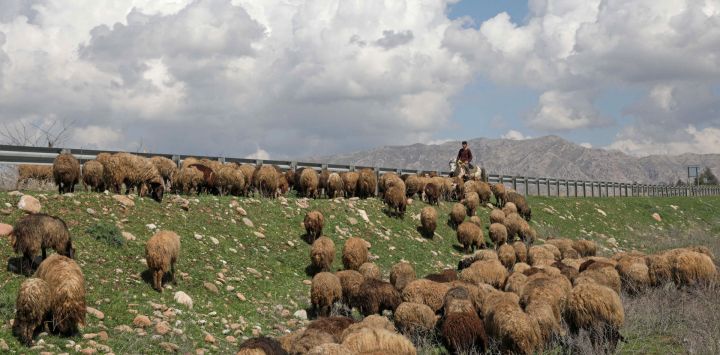 Un pastor kurdo iraquí pasea su rebaño de ovejas durante el año nuevo persa Nowruz, en la ciudad de Akra, en la región autónoma kurda del norte de Irak.