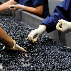 Workers select Cabernet Franc grapes from a sorting table at the Monteviejo winery at the foot of the Andes mountains in Vista Flores, in the Uco Valley, department of Tunuyan, Mendoza.