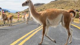 La alta tasa de reproducción preocupa a las autoridades y productores agropecuarios.