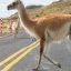 2303_guanacos
