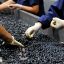 Race against time to rescue Argentina’s wine grapes