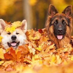 La llegada del otoño trae varios problemas para nuestros perros.