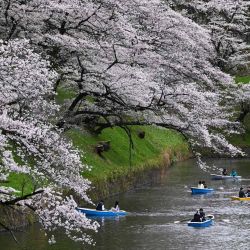 Personas hacen flotar barcas en Chidorigafuchi, uno de los fosos que rodean el Palacio Imperial, con los cerezos en flor en Tokio, Japón. | Foto:Kazuhiro Nogi / AFP