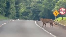 El yaguareté fue bautizado Peter.