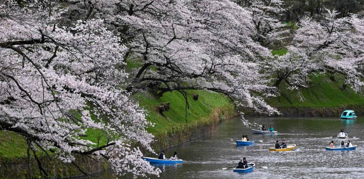 Personas hacen flotar barcas en Chidorigafuchi, uno de los fosos que rodean el Palacio Imperial, con los cerezos en flor en Tokio, Japón.