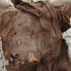 Una de las cabezas de carnero momificadas que fueron encontradas en el interior del templo.